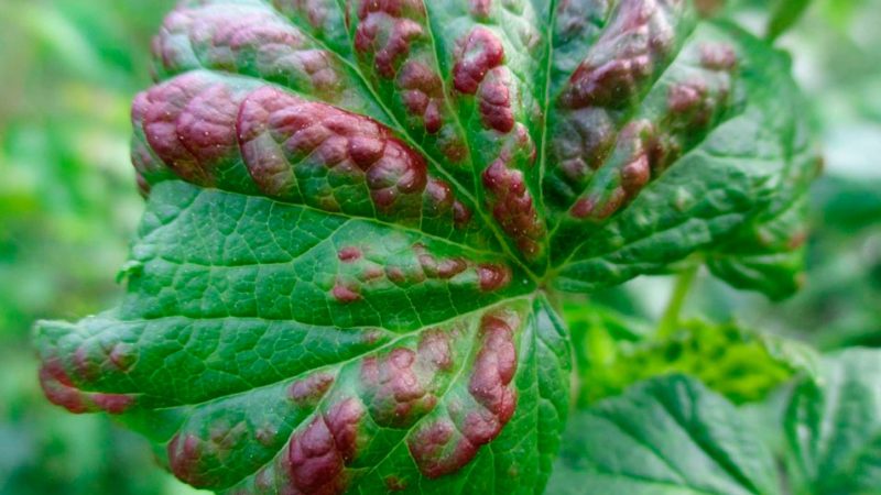 Болезни смородины: основные виды и эффективные способы защиты