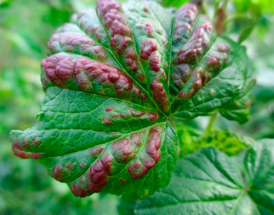 Болезни смородины: основные виды и эффективные способы защиты