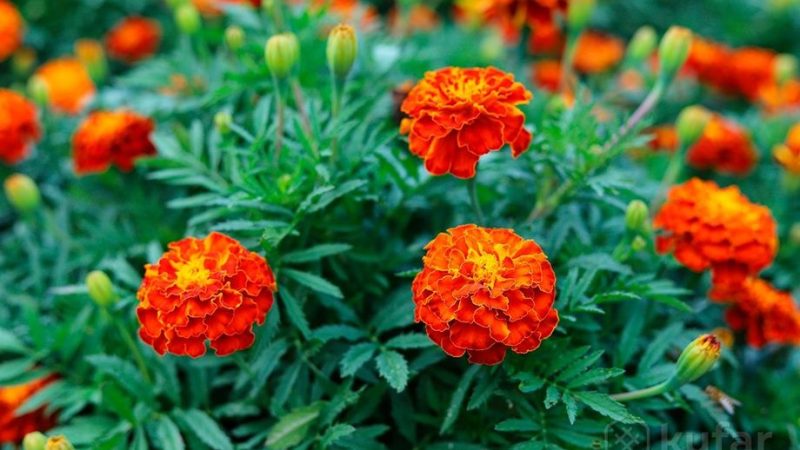 Бархатцы: лучшие сорта для вашего сада