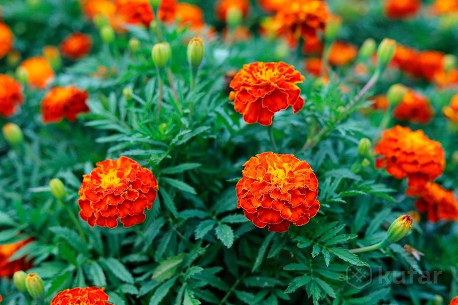 Бархатцы: лучшие сорта для вашего сада