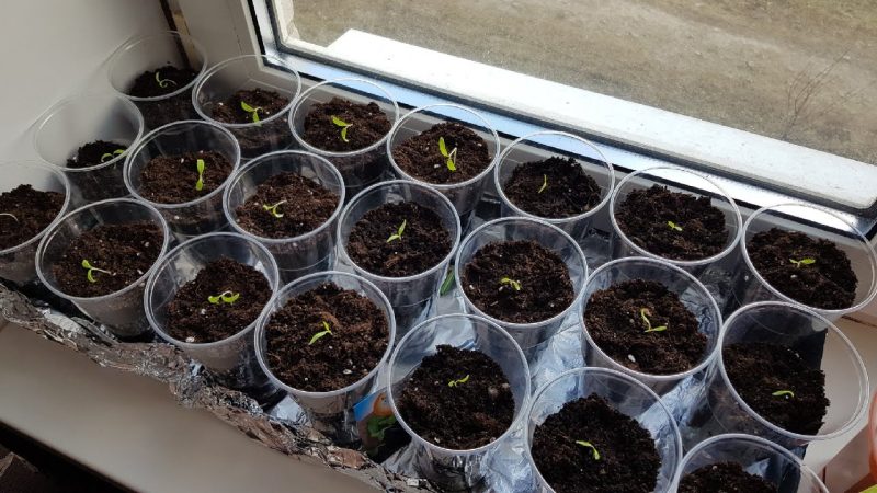 Как вырастить астру из семян: сроки посева и уход за рассадой для начинающих