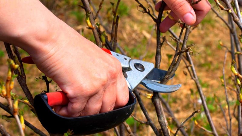 Смородина весной: как обрезать и чем опрыскивать от болезней и вредителей для хорошего урожая